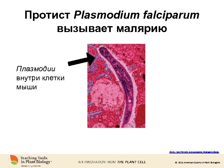 Протист Plasmodium falciparum вызывает малярию Плазмодии внутри клетки мыши Фото: Ute Frevert; псевдоцвета: Margaret