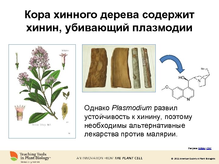 Кора хинного дерева содержит хинин, убивающий плазмодии Однако Plasmodium развил устойчивость к хинину, поэтому