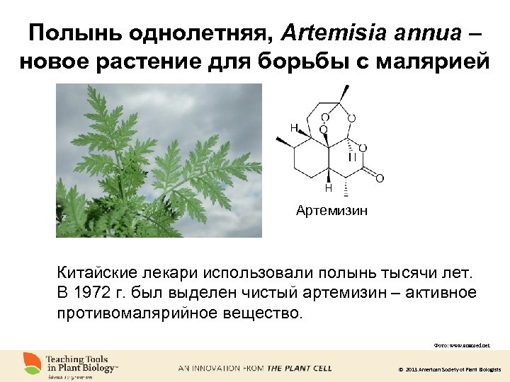 Полынь однолетняя, Artemisia annua – новое растение для борьбы с малярией Артемизин Китайские лекари