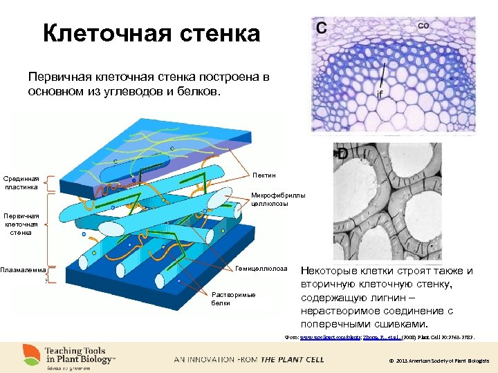 Клеточная стенка Первичная клеточная стенка построена в основном из углеводов и белков. Срединная пластинка