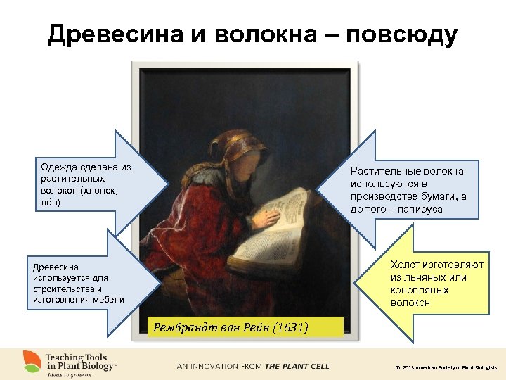 Древесина и волокна – повсюду Одежда сделана из растительных волокон (хлопок, лён) Растительные волокна