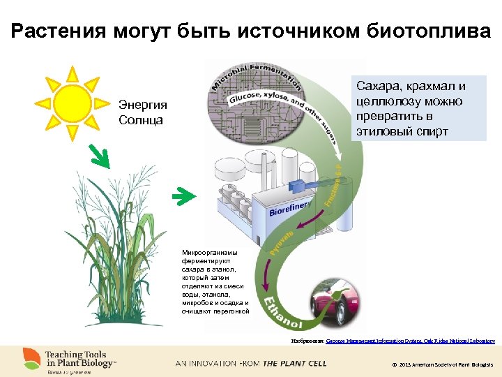 Растения могут быть источником биотоплива Сахара, крахмал и целлюлозу можно превратить в этиловый спирт