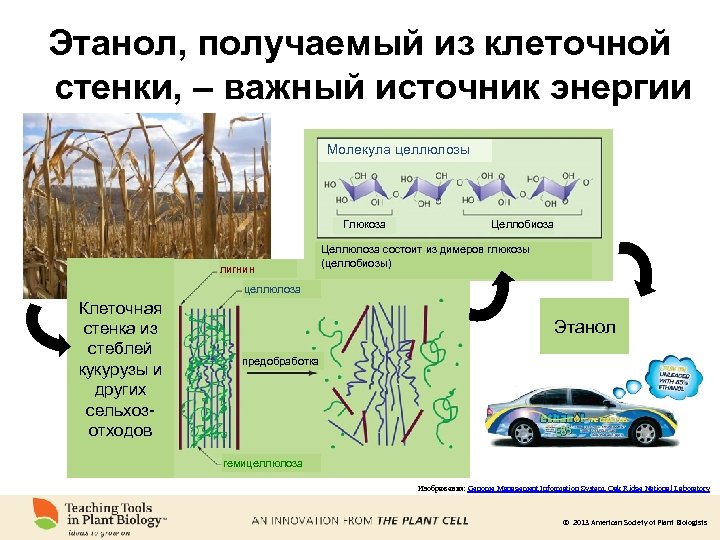 Этанол, получаемый из клеточной стенки, – важный источник энергии Молекула целлюлозы Глюкоза лигнин Целлобиоза