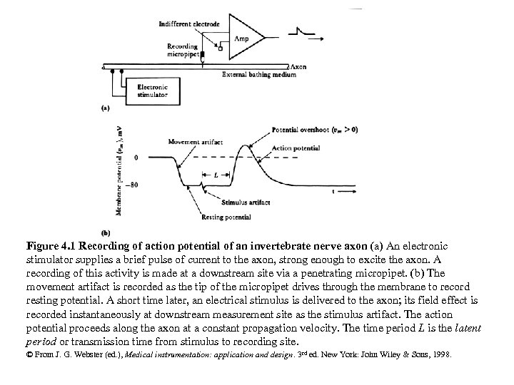 Figure 4. 1 Recording of action potential of an invertebrate nerve axon (a) An