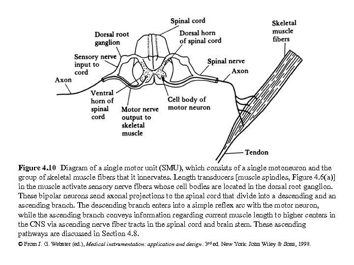 Figure 4. 10 Diagram of a single motor unit (SMU), which consists of a