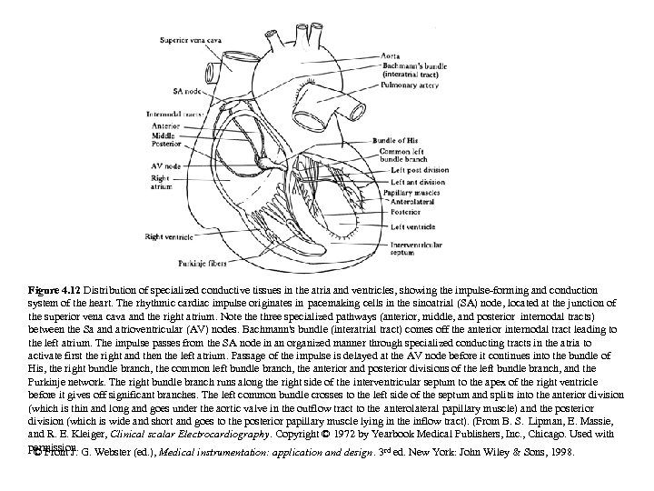 Figure 4. 12 Distribution of specialized conductive tissues in the atria and ventricles, showing