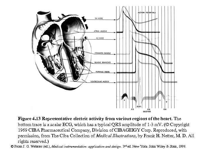 Figure 4. 13 Representative electric activity from various regions of the heart. The bottom