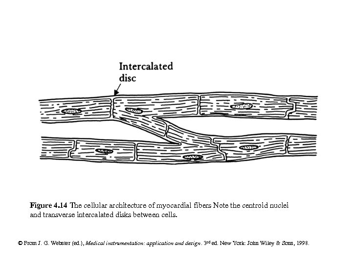 Figure 4. 14 The cellular architecture of myocardial fibers Note the centroid nuclei and