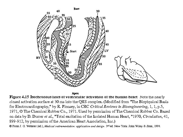 Figure 4. 15 Isochronous lines of ventricular activation of the human heart Note the