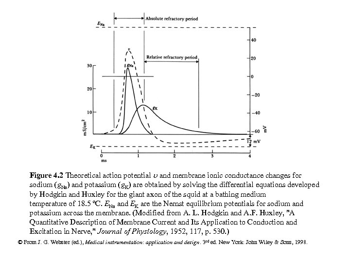 Figure 4. 2 Theoretical action potential and membrane ionic conductance changes for sodium (g.