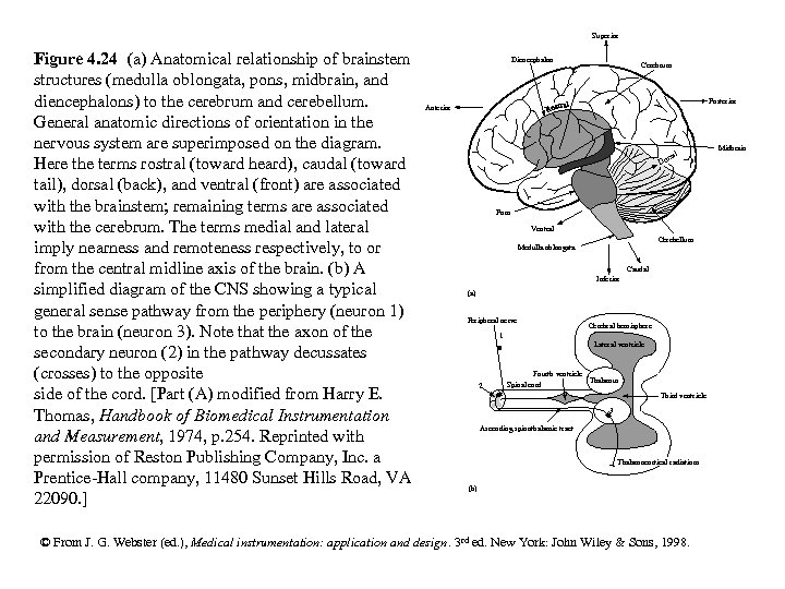 Superior Figure 4. 24 (a) Anatomical relationship of brainstem structures (medulla oblongata, pons, midbrain,