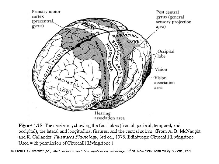 Figure 4. 25 The cerebrum, showing the four lobes (frontal, parietal, temporal, and occipital),