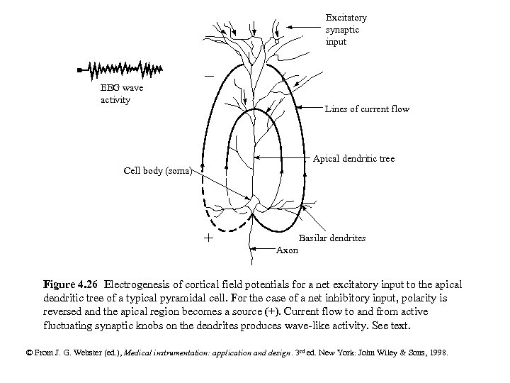 Excitatory synaptic input EEG wave activity Lines of current flow Apical dendritic tree Cell