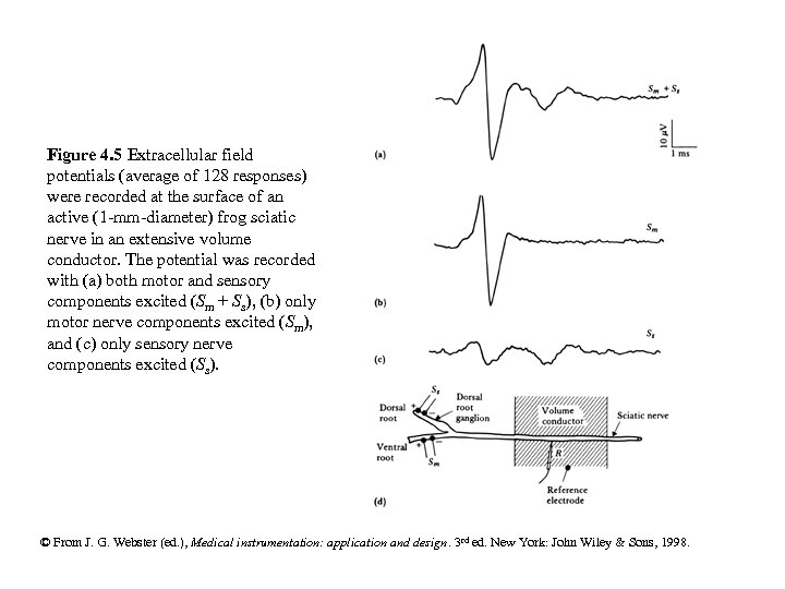 Figure 4. 5 Extracellular field potentials (average of 128 responses) were recorded at the