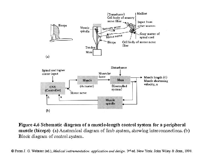 Figure 4. 6 Schematic diagram of a muscle-length control system for a peripheral muscle