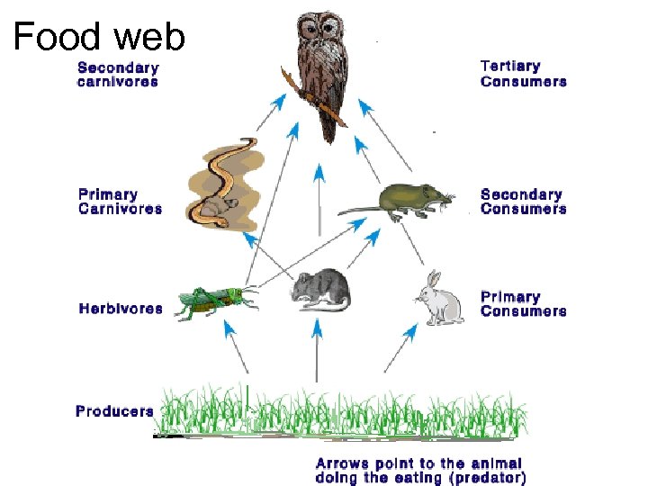Food web 