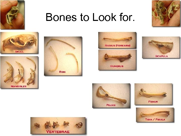 Bones to Look for. 