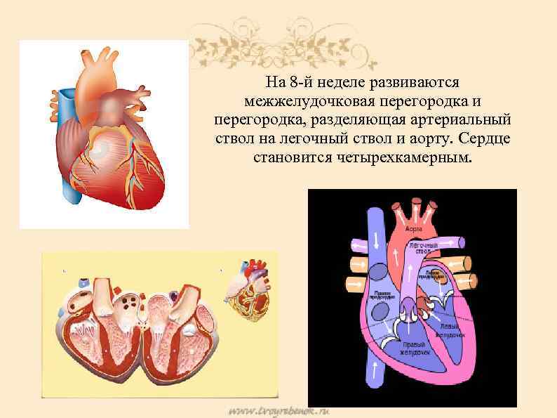 На 8 -й неделе развиваются межжелудочковая перегородка и перегородка, разделяющая артериальный ствол на легочный