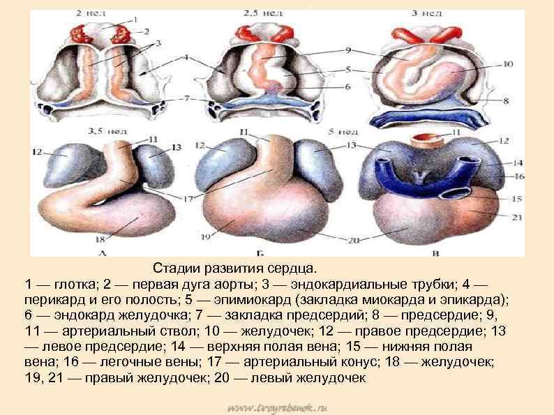 Эмбриогенез сердечно сосудистой системы презентация