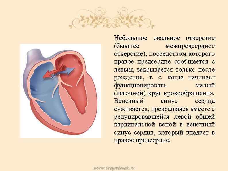 Небольшое овальное отверстие (бывшее межпредсердное отверстие), посредством которого правое предсердие сообщается с левым, закрывается