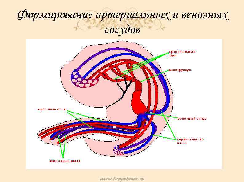 Развитие сердечно сосудистой системы