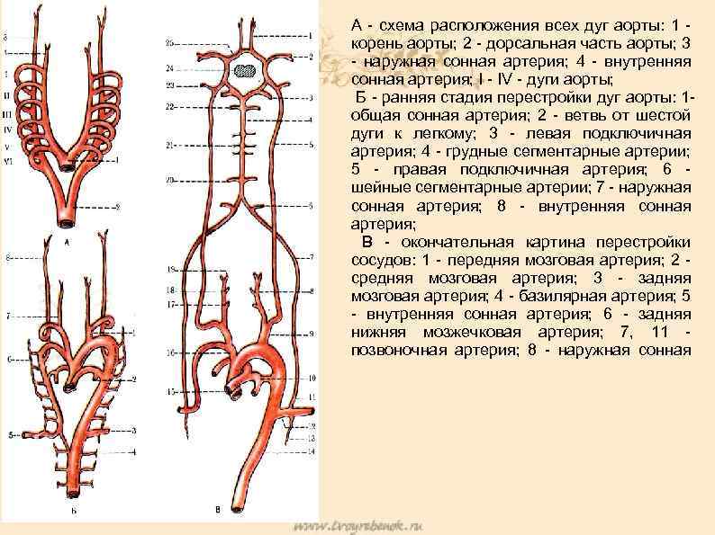 А - схема расположения всех дуг аорты: 1 корень аорты; 2 - дорсальная часть