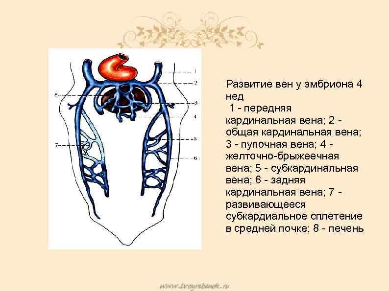 Развитие вен у эмбриона 4 нед 1 - передняя кардинальная вена; 2 общая кардинальная