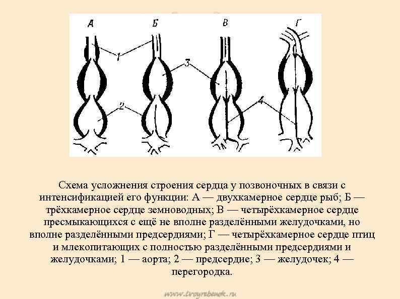 Какая из схем соответствует строению сердца земноводных