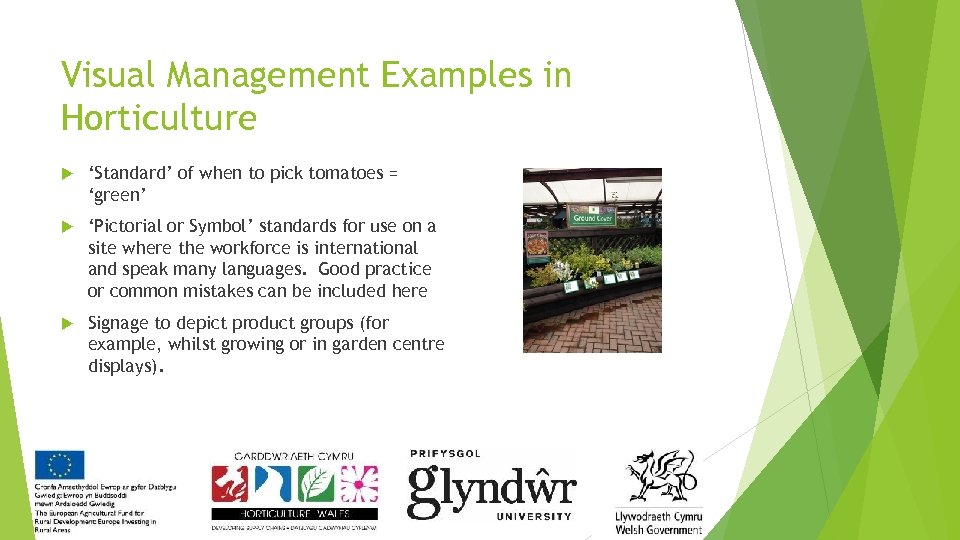 Visual Management Examples in Horticulture ‘Standard’ of when to pick tomatoes = ‘green’ ‘Pictorial