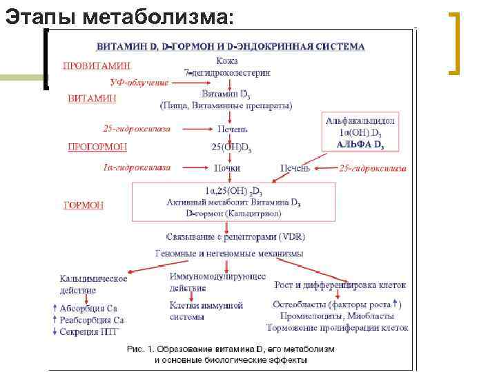 Этапы метаболизма: 