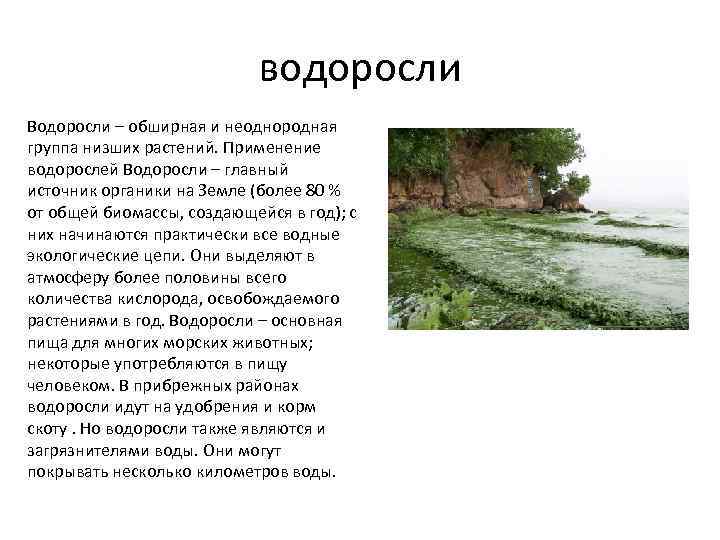 водоросли Водоросли – обширная и неоднородная группа низших растений. Применение водорослей Водоросли – главный