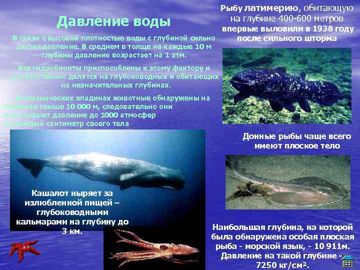 Сколько давление на глубине 10 метров. Давление на глубине 600 метров в воде.