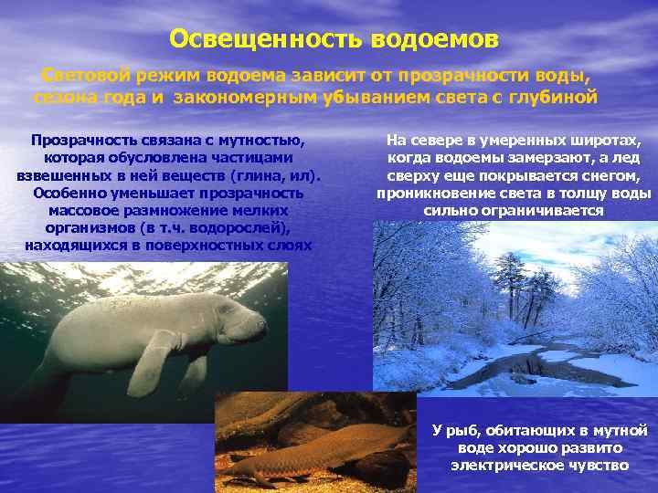 Освещенность водоемов Световой режим водоема зависит от прозрачности воды, сезона года и закономерным убыванием