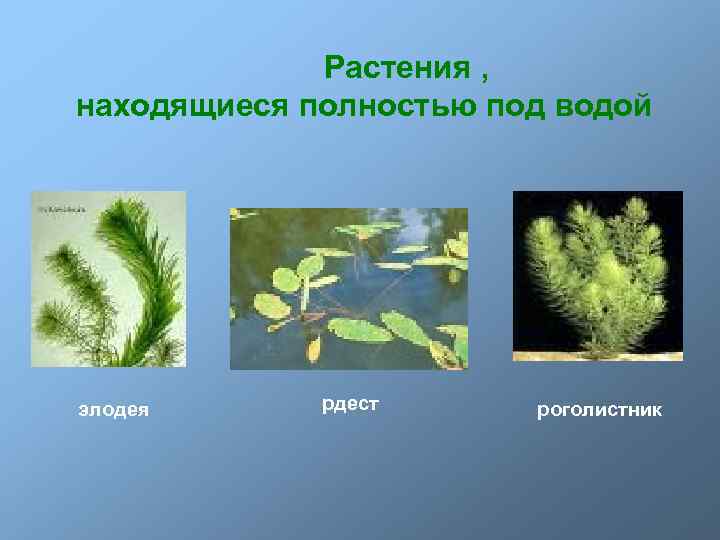 Растения , находящиеся полностью под водой элодея рдест роголистник 