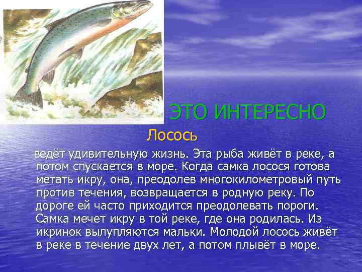 ЭТО ИНТЕРЕСНО Лосось ведёт удивительную жизнь. Эта рыба живёт в реке, а потом спускается