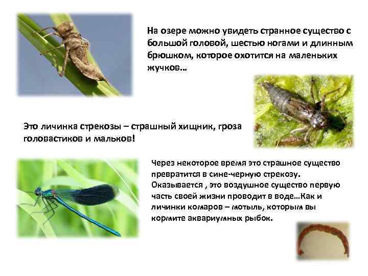 Какие животные питаются личинками комаров