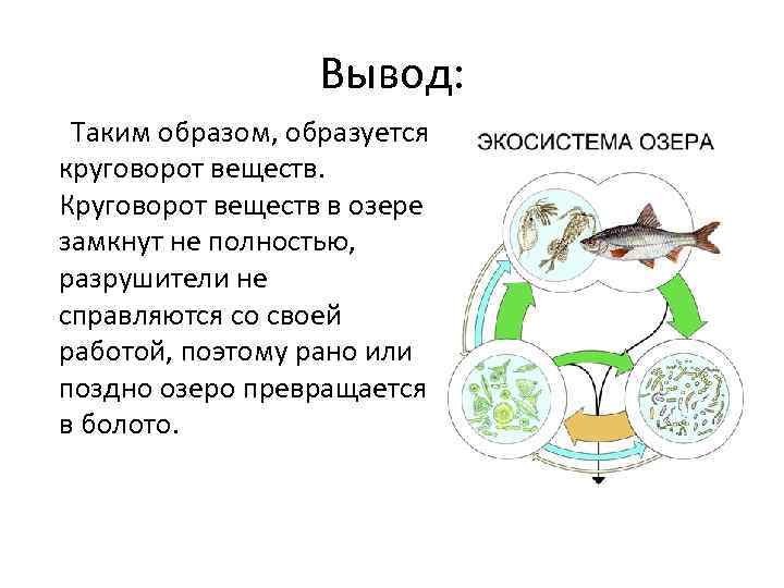 Вывод: Таким образом, образуется круговорот веществ. Круговорот веществ в озере замкнут не полностью, разрушители