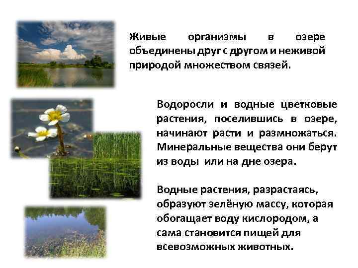 Живые организмы в озере объединены друг с другом и неживой природой множеством связей. Водоросли