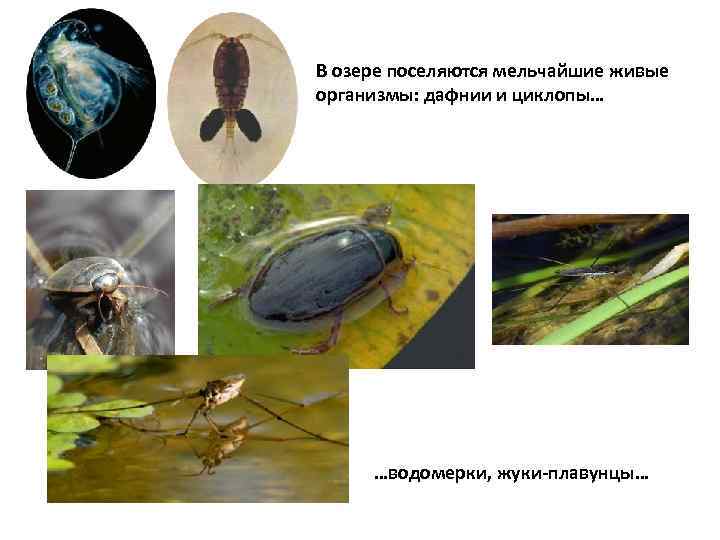 В озере поселяются мельчайшие живые организмы: дафнии и циклопы… …водомерки, жуки-плавунцы… 