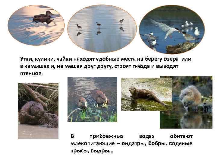 Утки, кулики, чайки находят удобные места на берегу озера или в камышах и, не