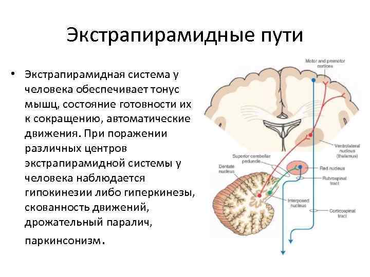 Экстрапирамидные пути • Экстрапирамидная система у человека обеспечивает тонус мышц, состояние готовности их к