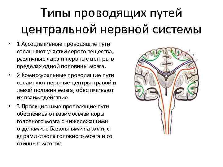 Типы проводящих путей центральной нервной системы • 1 Ассоциативные проводящие пути соединяют участки серого