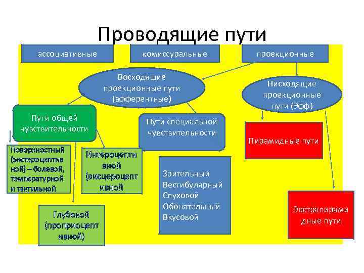 Проводящие пути ассоциативные комиссуральные Восходящие проекционные пути (афферентные) Пути общей чувствительности Поверхностный (экстероцептив ной)