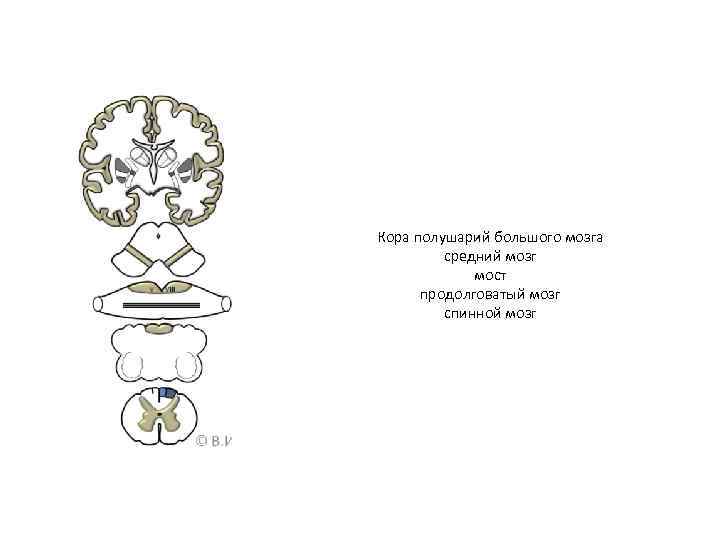 Кора полушарий большого мозга средний мозг мост продолговатый мозг спинной мозг 