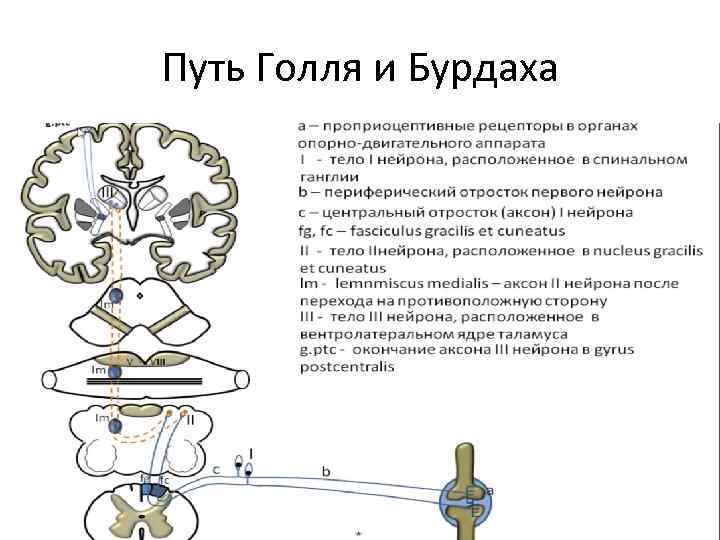 Путь Голля и Бурдаха 