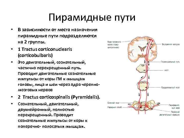 Пирамидные пути • В зависимости от места назначения пирамидные пути подразделяются на 2 группы.