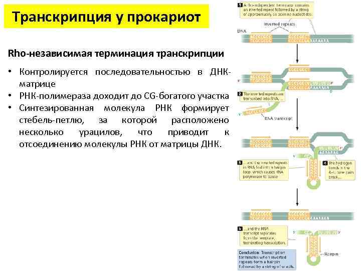 Какие молекулы синтезируются