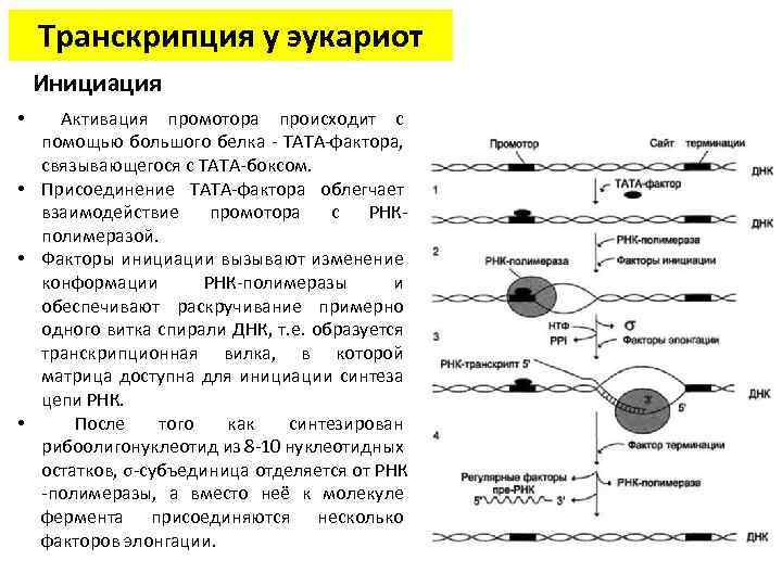 Транскрипция у эукариот Инициация • Активация промотора происходит с помощью большого белка - ТАТА-фактора,