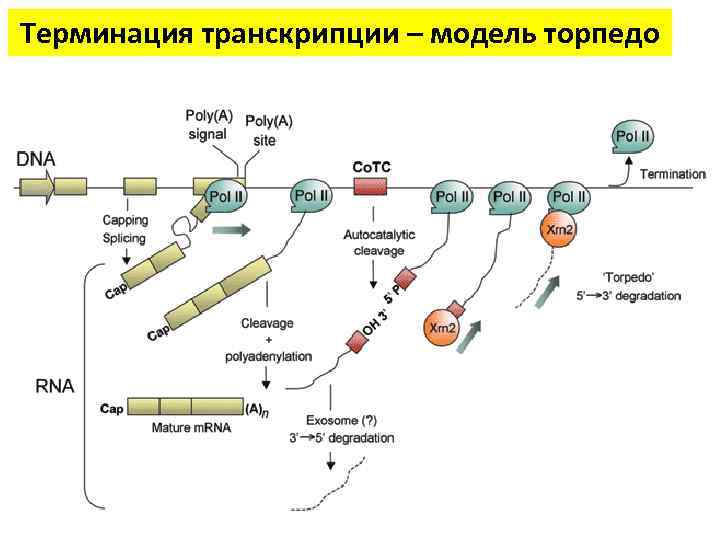 Терминация у эукариот. Терминация транскрипции у эукариот. Механизм терминации биохимия. Терминация транскрипции осуществляется в результате. Терминация транскрипции схема.