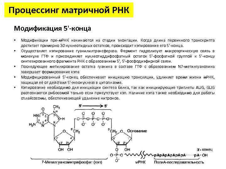 Процесс синтеза пре рнк